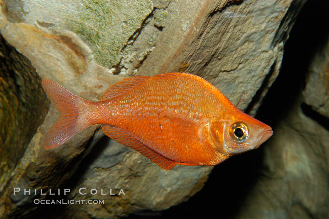 Red rainbowfish., Glossolepis incisus, natural history stock photograph, photo id 09285