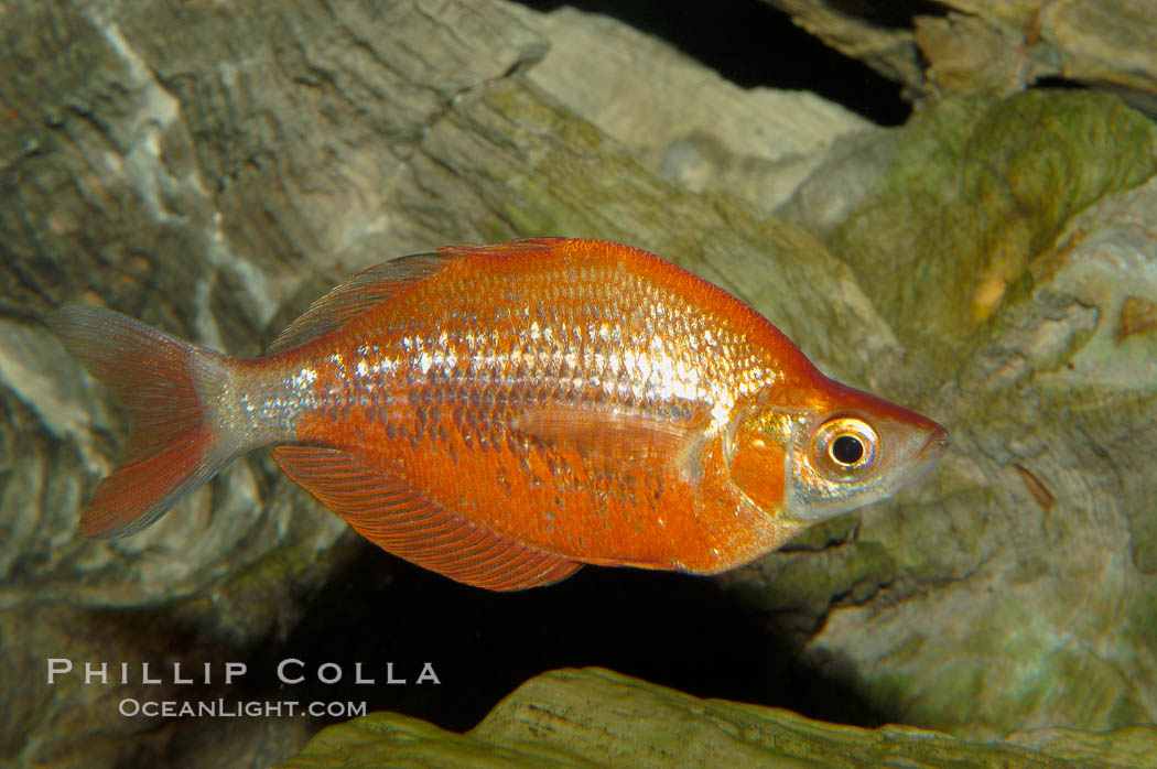 Red rainbowfish., Glossolepis incisus, natural history stock photograph, photo id 09287