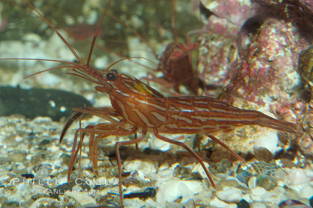 Red rock shrimp., Lysmata californica, natural history stock photograph, photo id 08643