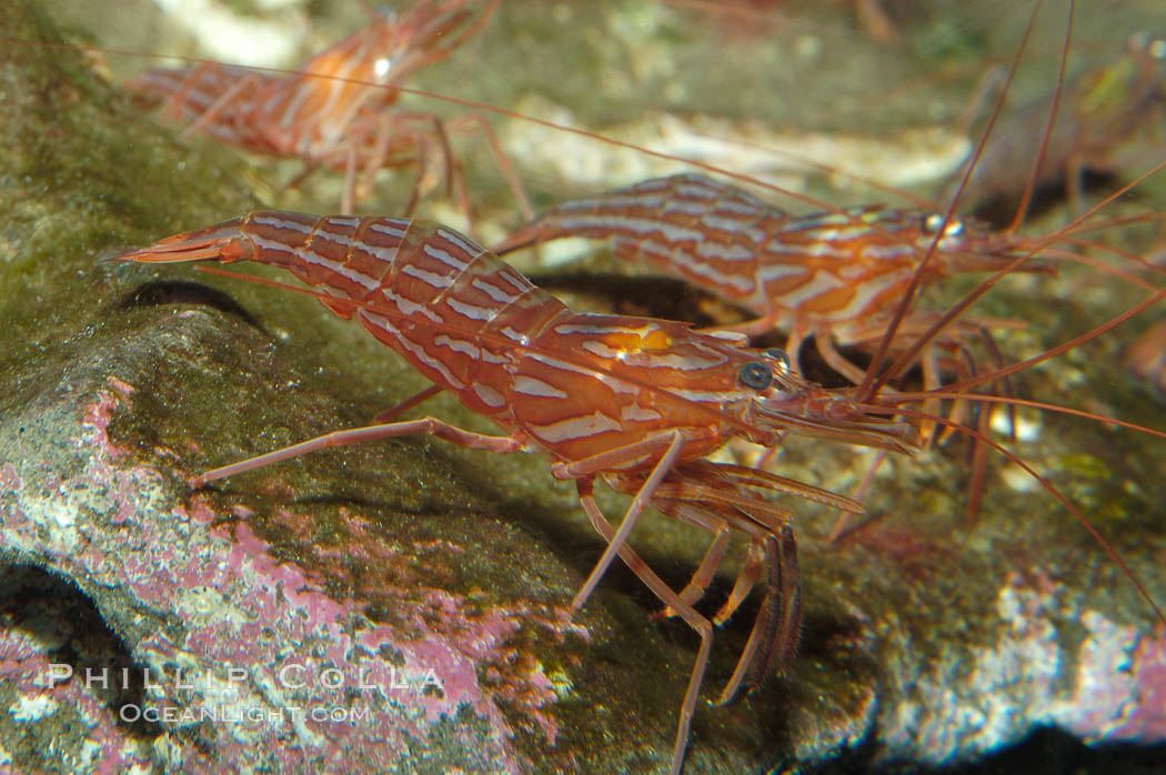 Red rock shrimp., Lysmata californica, natural history stock photograph, photo id 08639