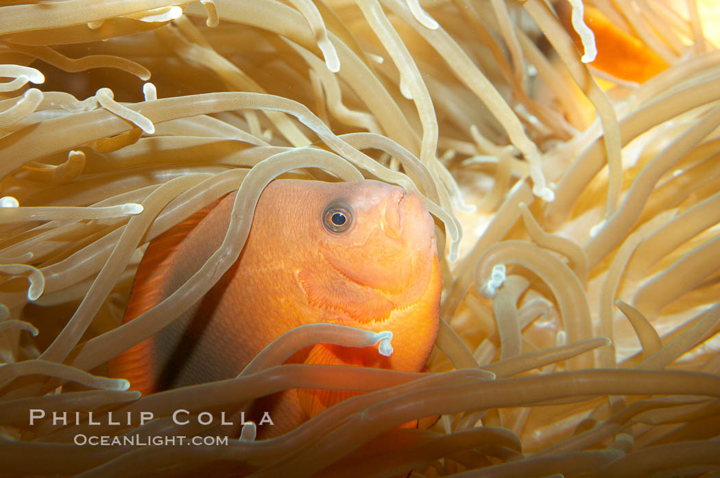 Red saddleback anemonefish., Amphiprion ephippium, natural history stock photograph, photo id 11826