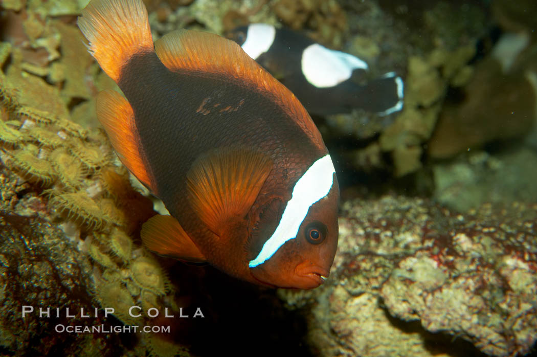 Red Saddleback Anemonefish, juvenile with white bar., Amphiprion ephippium, natural history stock photograph, photo id 11036