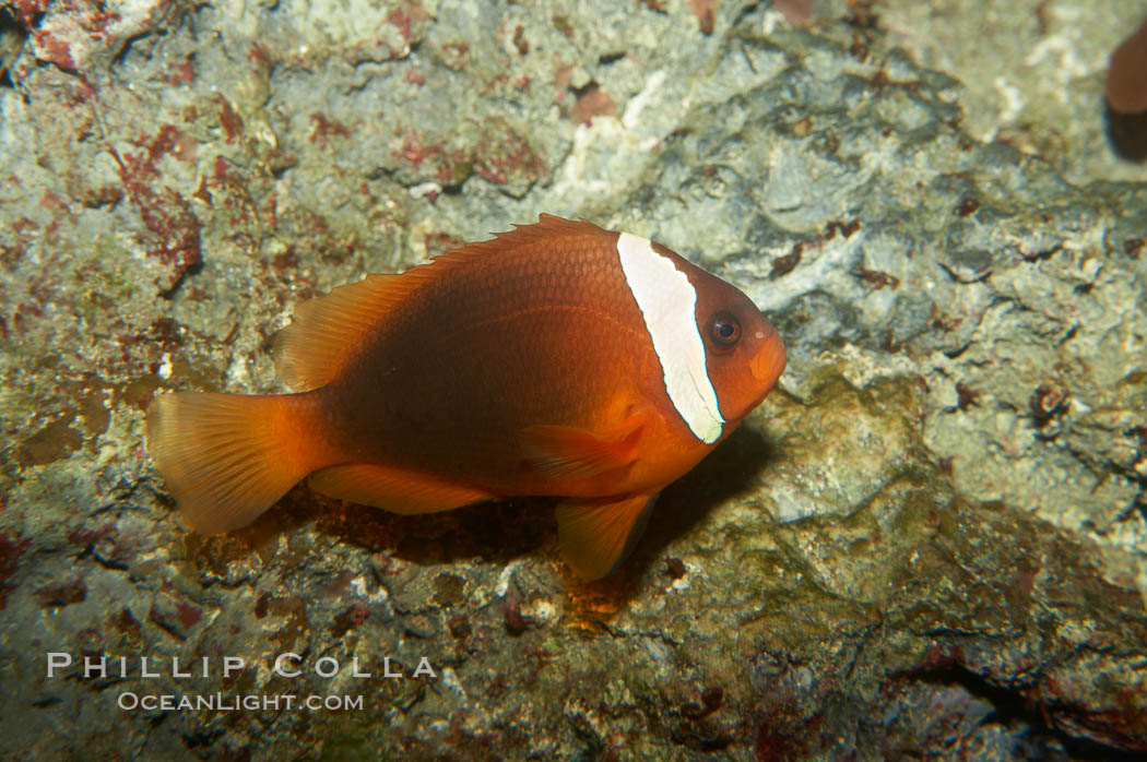 Red Saddleback Anemonefish, juvenile with white bar., Amphiprion ephippium, natural history stock photograph, photo id 11040