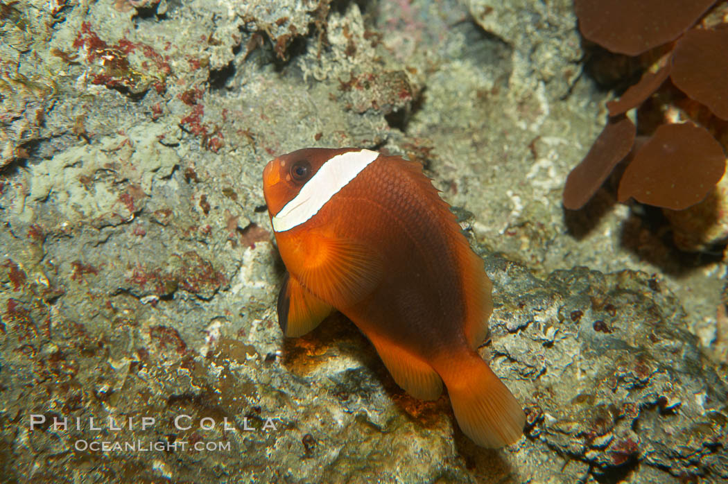 Red Saddleback Anemonefish, juvenile with white bar., Amphiprion ephippium, natural history stock photograph, photo id 11039