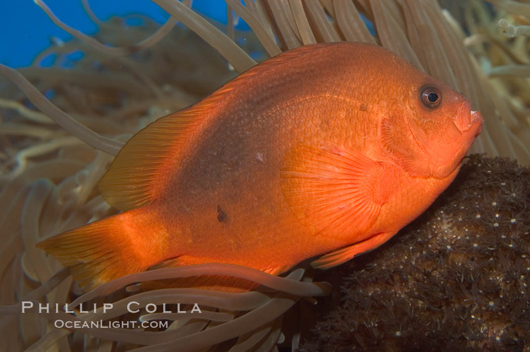 Red saddleback anemonefish., Amphiprion ephippium, natural history stock photograph, photo id 07833
