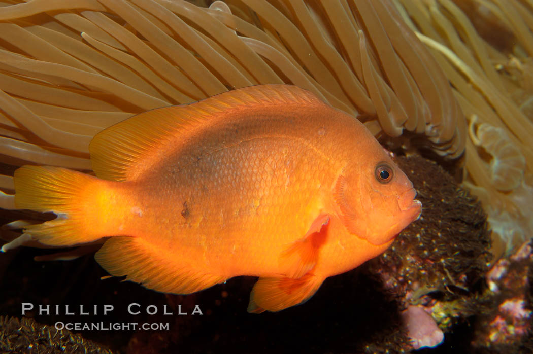 Red saddleback anemonefish., Amphiprion ephippium, natural history stock photograph, photo id 08669