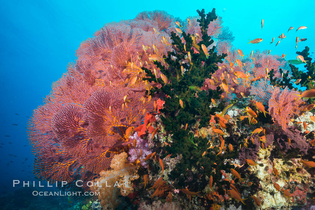Red Sea Fan Gorgonians and Green Fan Coral, Fiji., Gorgonacea, Plexauridae, Pseudanthias, natural history stock photograph, photo id 31851