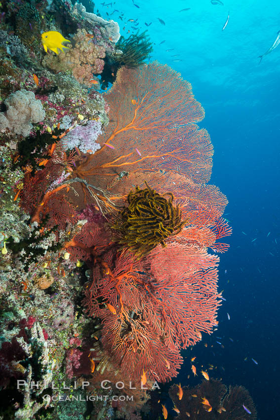 Plexauridae Sea Fan Gorgonians with Crinoid Attached, Fiji. Namena Marine Reserve, Namena Island, Crinoidea, Gorgonacea, Plexauridae, natural history stock photograph, photo id 31595