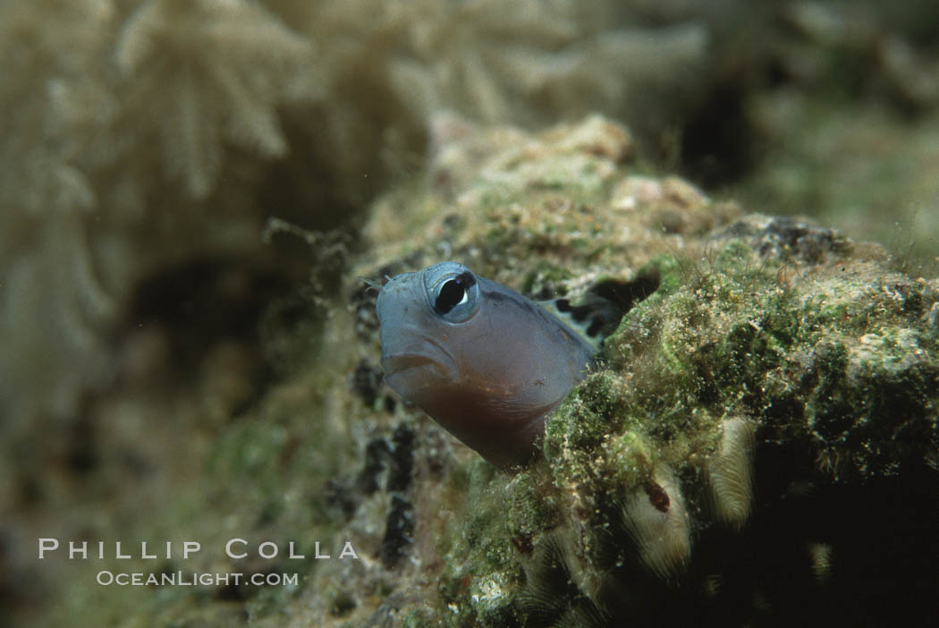 Mimic blenny. Egyptian Red Sea, Ecsenius gravieri, natural history stock photograph, photo id 05234