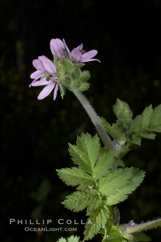 Red-stem filaree blooms in spring, Batiquitos Lagoon, Carlsbad. California, USA, Erodium cicutarium, natural history stock photograph, photo id 11440