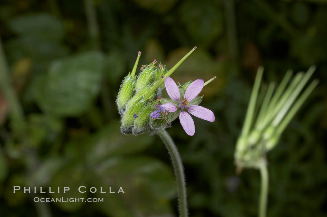 Red-stem filaree blooms in spring, Batiquitos Lagoon, Carlsbad. California, USA, Erodium cicutarium, natural history stock photograph, photo id 11443