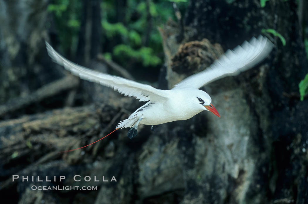 Red tailed tropic bird. Rose Atoll National Wildlife Sanctuary, American Samoa, USA, Phaethon rubricauda, natural history stock photograph, photo id 00849