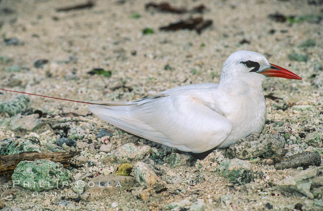 Red-tailed tropicbird, Rose Atoll National Wildlife Refuge, Phaethon rubricauda. Rose Atoll National Wildlife Sanctuary, American Samoa, USA, natural history stock photograph, photo id 00851