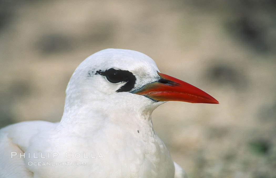 Red-tailed tropicbird, Rose Atoll National Wildlife Refuge, Phaethon rubricauda. Rose Atoll National Wildlife Sanctuary, American Samoa, USA, natural history stock photograph, photo id 00855