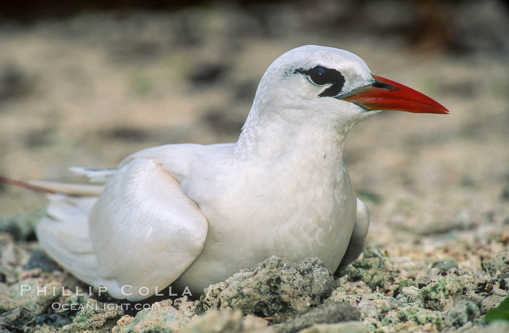 Red-tailed tropicbird, Rose Atoll National Wildlife Refuge, Phaethon rubricauda. Rose Atoll National Wildlife Sanctuary, American Samoa, USA, natural history stock photograph, photo id 00853