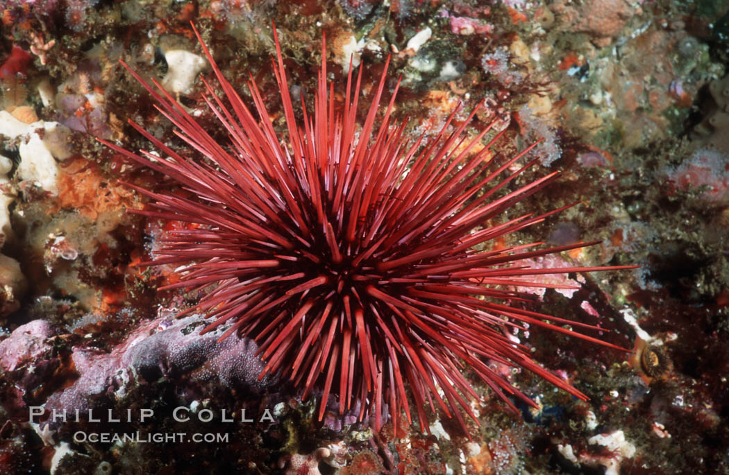 Red urchin on rocky California reef. USA, Strogylocentrotus franciscanus, natural history stock photograph, photo id 03802