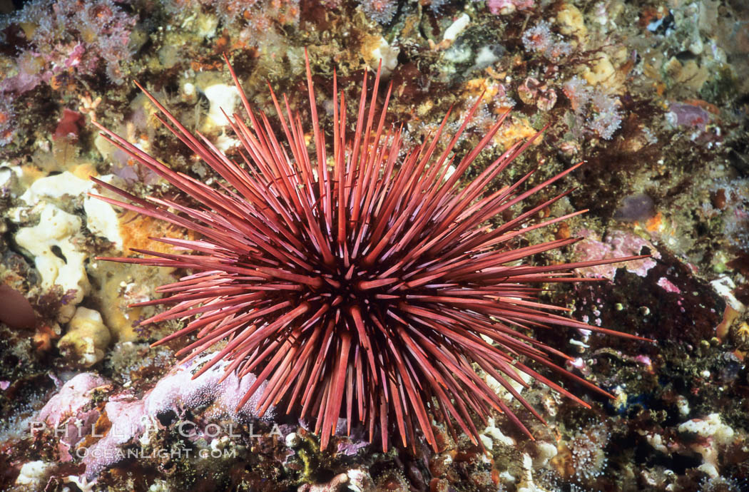 Red urchin on rocky California reef. USA, Strogylocentrotus franciscanus, natural history stock photograph, photo id 03801
