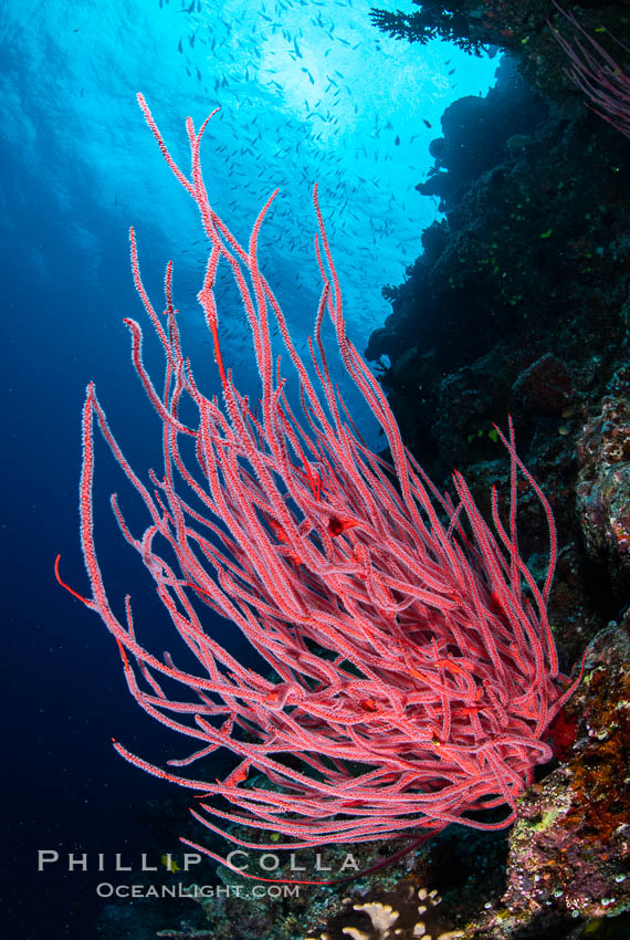 Red whip coral, Ellisella ceratophyta, Fiji. Namena Marine Reserve, Namena Island, Ellisella ceratophyta, natural history stock photograph, photo id 34748