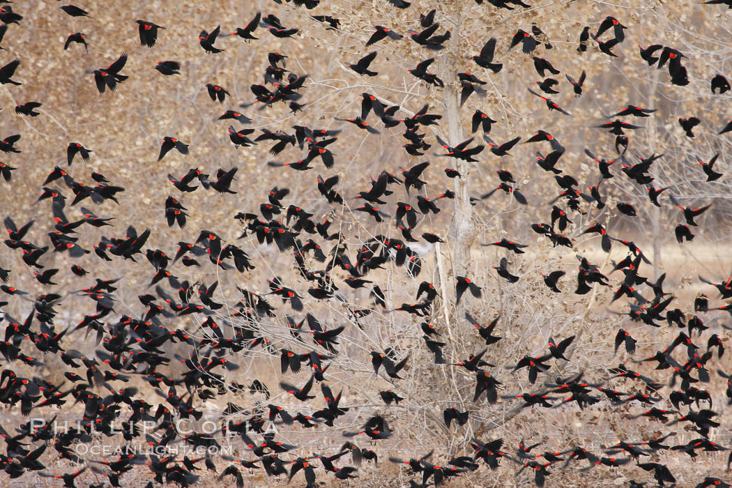 Red-winged blackbirds in flight. Bosque del Apache National Wildlife Refuge, New Mexico, USA, Agelaius phoeniceus, natural history stock photograph, photo id 19996