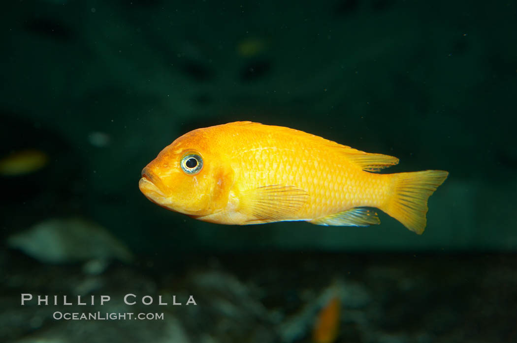 Red zebra mbuna., Pseudotropheus estherae, natural history stock photograph, photo id 11037