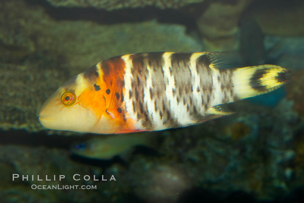 Redbreasted wrasse., Cheilinus fasciatus, natural history stock photograph, photo id 12957