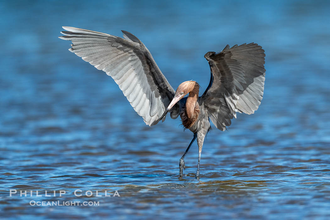 Reddish Egret, Egretta rufescens, hunting fish by spreading its wings and creating a shadow in the water around its legs, Fort De Soto, Florida, Egretta rufescens, Fort De Soto Park, St. Petersburg Reddish Egret, Egretta rufescens, hunting fish by spreading its wings and creating a shadow in the water around its legs, Fort De Soto, Florida, Egretta rufescens, Fort De Soto Park, St. Petersburg