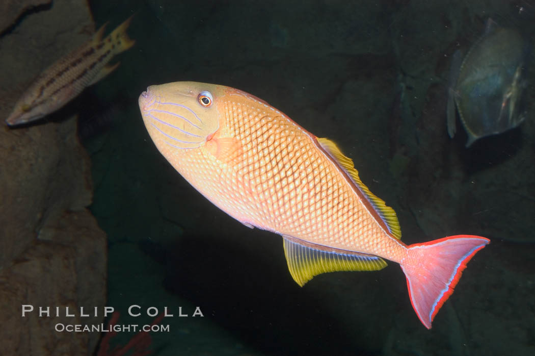 Redtail trigger fish, Revilligigedos., Xanthichthys mento, natural history stock photograph, photo id 07912