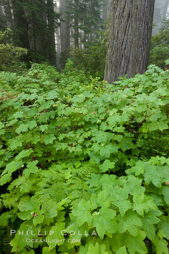 Plant surround the huge trunks of coast redwood and Douglas fir trees. Redwood National Park, California, USA, natural history stock photograph, photo id 25870