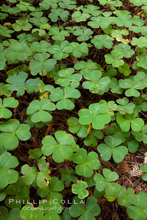 Clover covers shaded ground below coast redwoods in Redwood National Park. California, USA, natural history stock photograph, photo id 25869