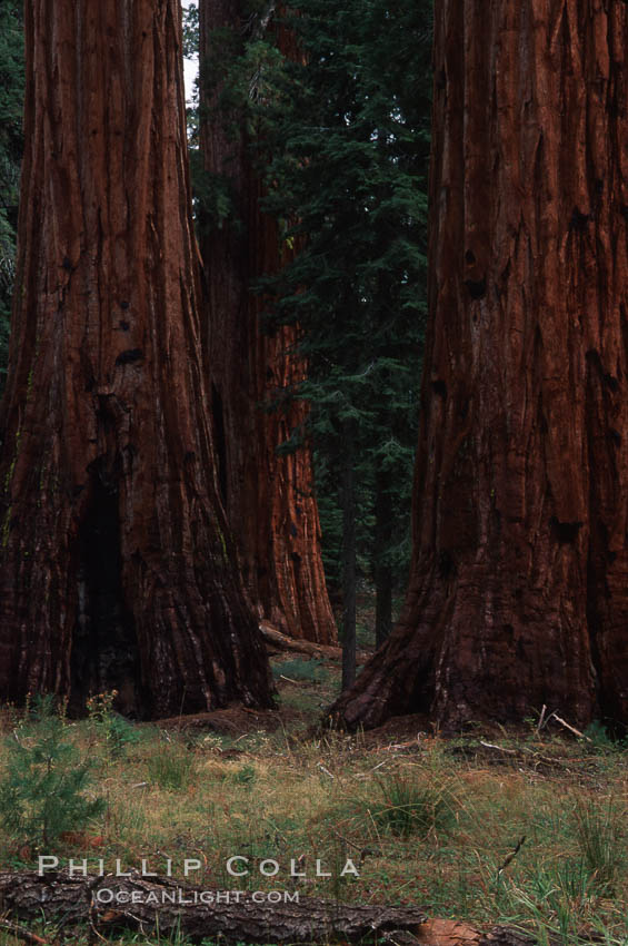 Redwood. Yosemite National Park, California, USA, natural history stock photograph, photo id 05459