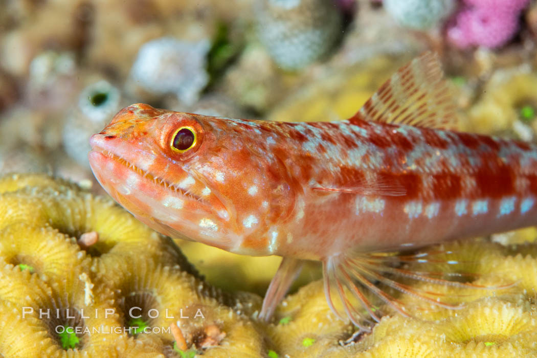 Reef lizardfish, Synodus variegatus, Fiji., Synodus variegatus, natural history stock photograph, photo id 34860