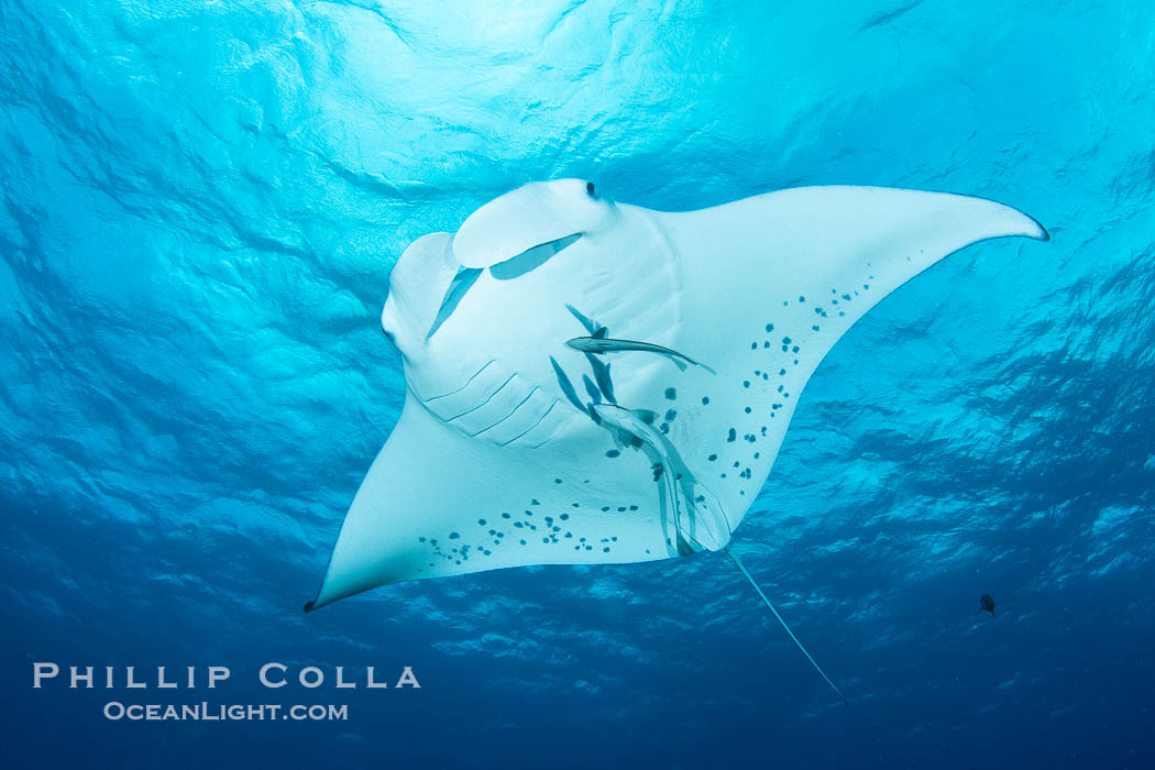 Reef Manta Ray, Manta alfredi, Fiji. Wakaya Island, Lomaiviti Archipelago, natural history stock photograph, photo id 41047