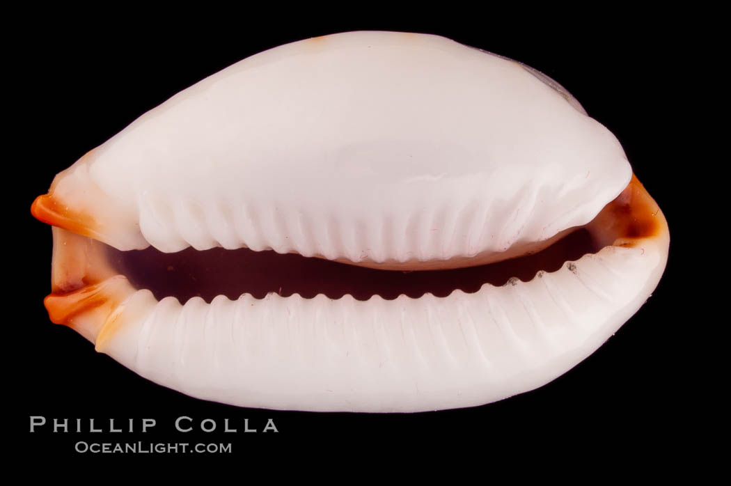 Reents' Cowrie., Cypraea gangranosa reentsii, natural history stock photograph, photo id 08026