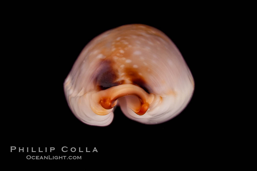 Reents' Cowrie., Cypraea gangranosa reentsii, natural history stock photograph, photo id 08028