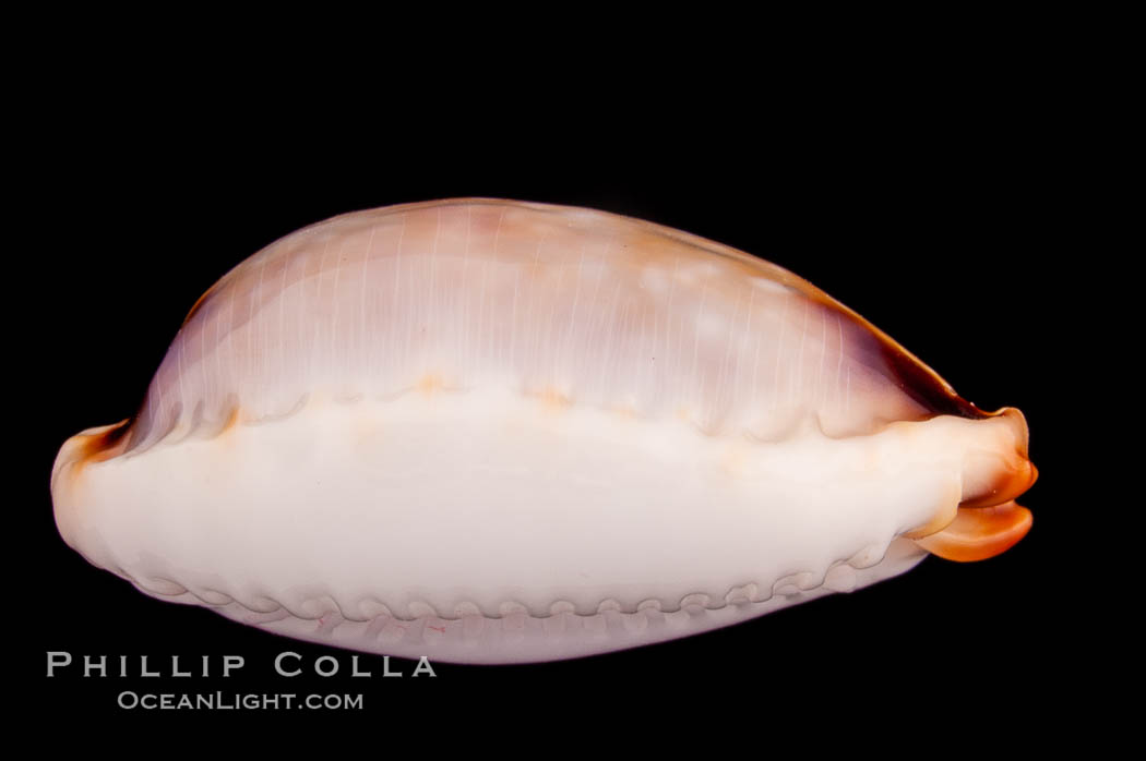 Reents' Cowrie., Cypraea gangranosa reentsii, natural history stock photograph, photo id 08027