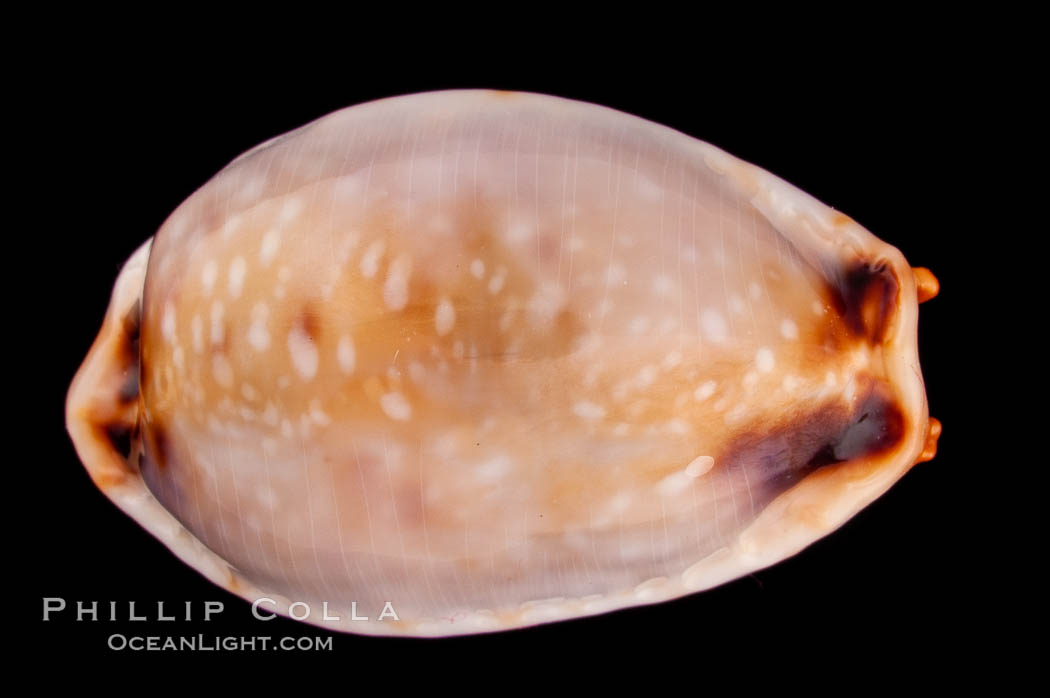 Reents' Cowrie., Cypraea gangranosa reentsii, natural history stock photograph, photo id 08025