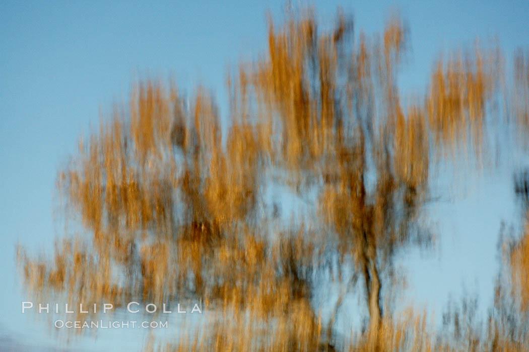 Reflection of a burnt-orange, turning oak tree in autumn. Bosque del Apache National Wildlife Refuge, Socorro, New Mexico, USA, natural history stock photograph, photo id 21840