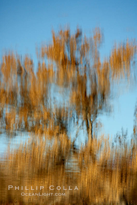 Reflection of a burnt-orange, turning oak tree in autumn. Bosque del Apache National Wildlife Refuge, Socorro, New Mexico, USA, natural history stock photograph, photo id 21948