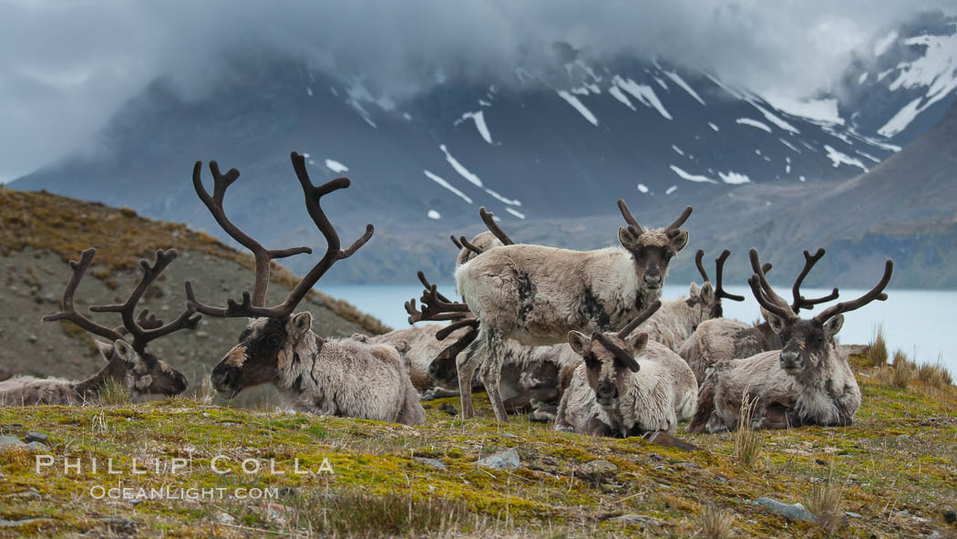 Reindeer on South Georgia Island.  Reindeer (known as caribou when wild) were introduced to South Georgia Island by Norway in the early 20th Century.  There are now two distinct herds which are permanently separated by glaciers. Fortuna Bay, Rangifer tarandus, natural history stock photograph, photo id 24592