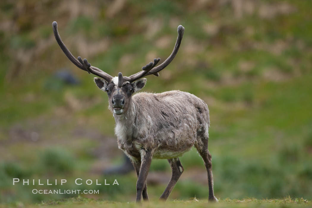 Reindeer on South Georgia Island.  Reindeer (known as caribou when wild) were introduced to South Georgia Island by Norway in the early 20th Century.  There are now two distinct herds which are permanently separated by glaciers. Fortuna Bay, Rangifer tarandus, natural history stock photograph, photo id 24680