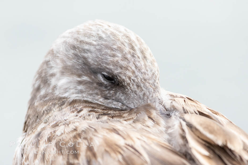 Resting Gull Portrait, La Jolla. California, USA, natural history stock photograph, photo id 36767