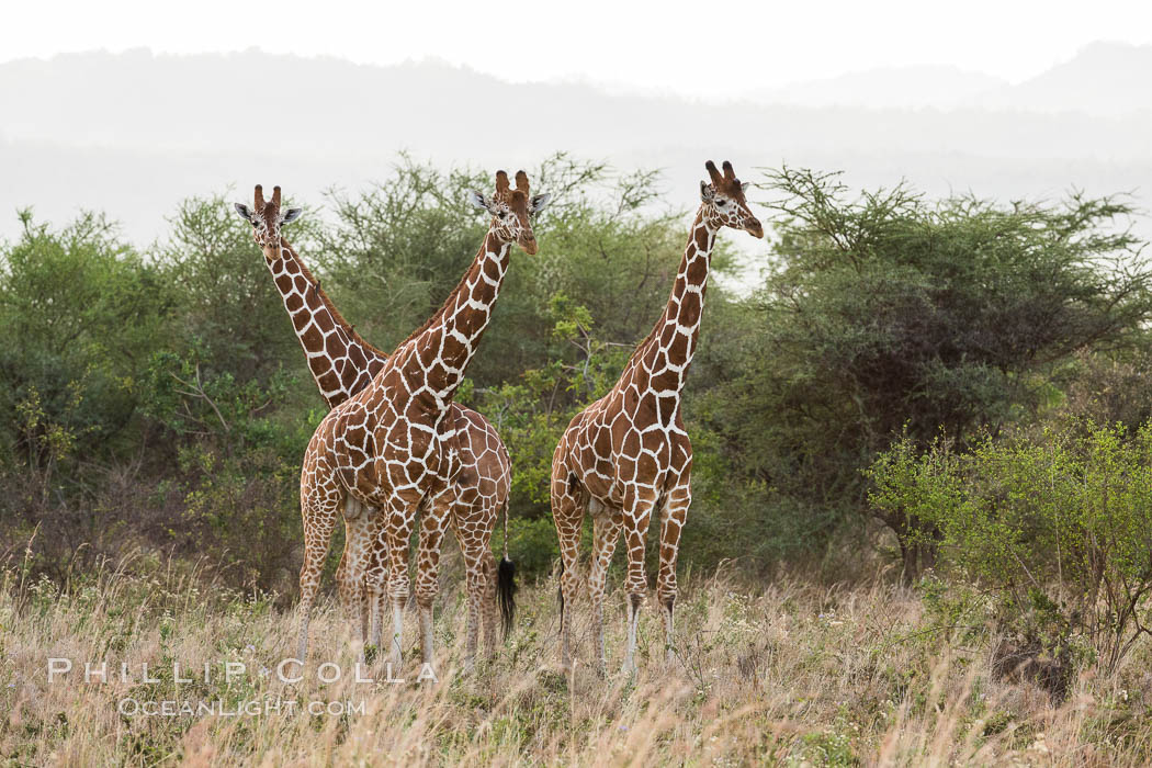 Reticulated giraffe, Meru National Park. Kenya, Giraffa camelopardalis reticulata, natural history stock photograph, photo id 29674