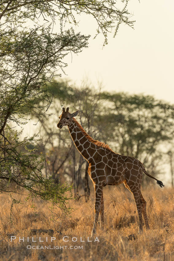 Reticulated giraffe, Meru National Park, Kenya., Giraffa camelopardalis reticulata, natural history stock photograph, photo id 29646