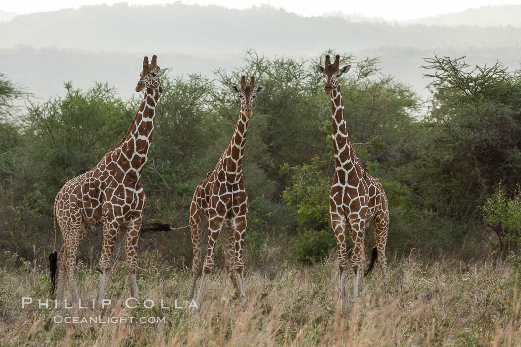 Reticulated giraffe, Meru National Park. Kenya, Giraffa camelopardalis reticulata, natural history stock photograph, photo id 29672