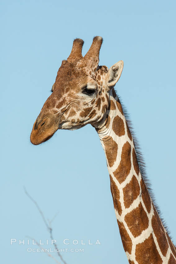 Reticulated giraffe, Meru National Park. Kenya, Giraffa camelopardalis reticulata, natural history stock photograph, photo id 29655