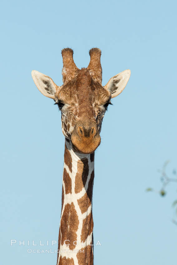 Reticulated giraffe, Meru National Park. Kenya, Giraffa camelopardalis reticulata, natural history stock photograph, photo id 29653