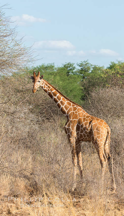 Reticulated giraffe, Meru National Park. Kenya, Giraffa camelopardalis reticulata, natural history stock photograph, photo id 29753