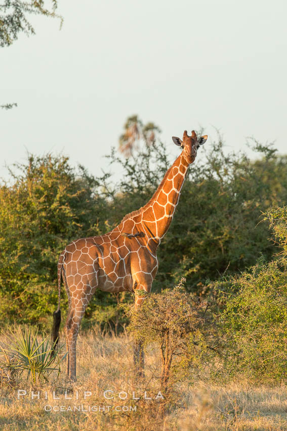 Reticulated giraffe, Meru National Park. Kenya, Giraffa camelopardalis reticulata, natural history stock photograph, photo id 29757
