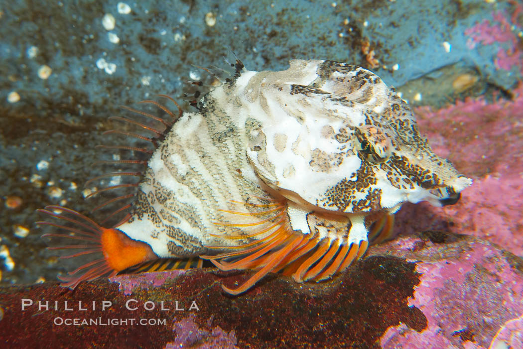 Grunt sculpin.  Grunt sculpin have evolved into its strange shape to fit within a giant barnacle shell perfectly, using the shell to protect its eggs and itself., Rhamphocottus richardsoni, natural history stock photograph, photo id 13728