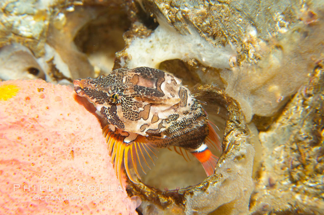 Grunt sculpin poised in a barnacle shell.  Grunt sculpin have evolved into its strange shape to fit within a giant barnacle shell perfectly, using the shell to protect its eggs and itself., Rhamphocottus richardsoni, natural history stock photograph, photo id 13725